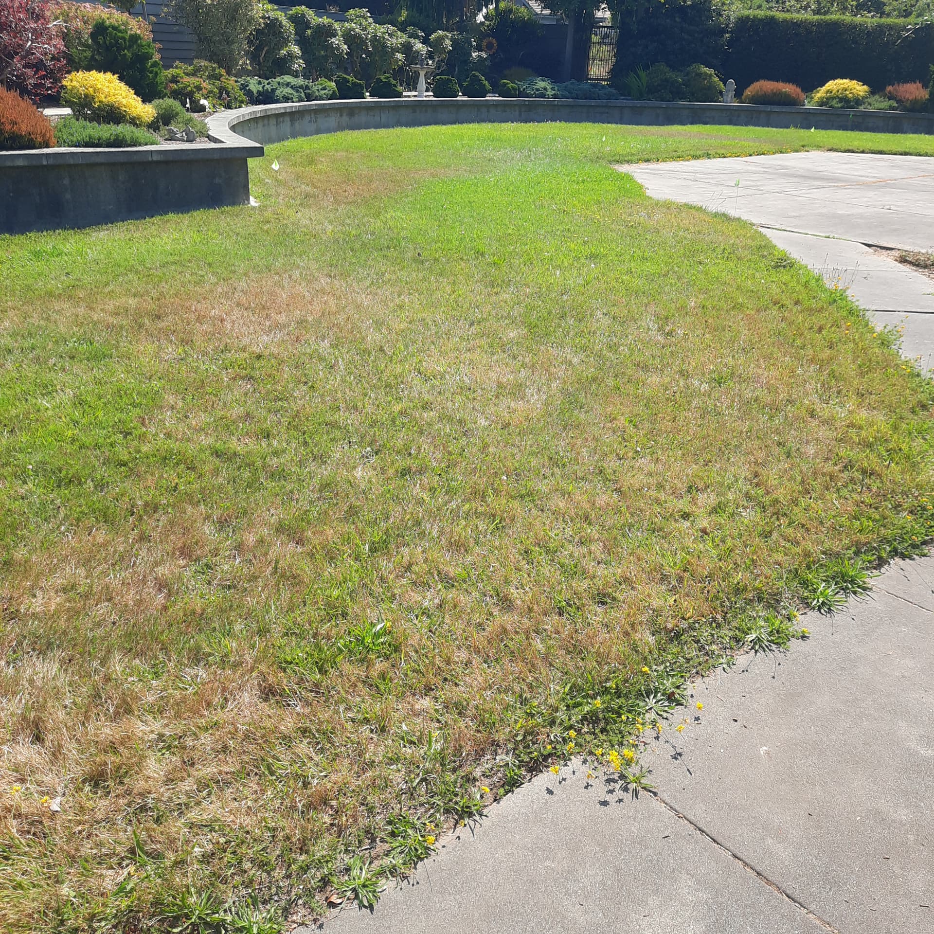 Lawn showing uneven irrigation coverage