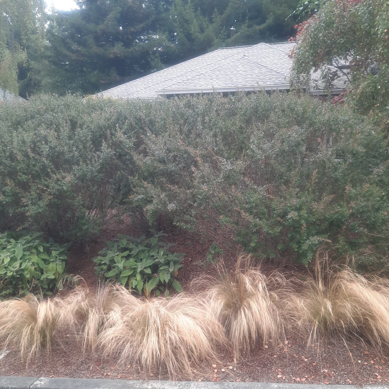 Photograph from the street of the same established shrub screen, with tan ornamental grasses along the curb and a roofline just visible behind.