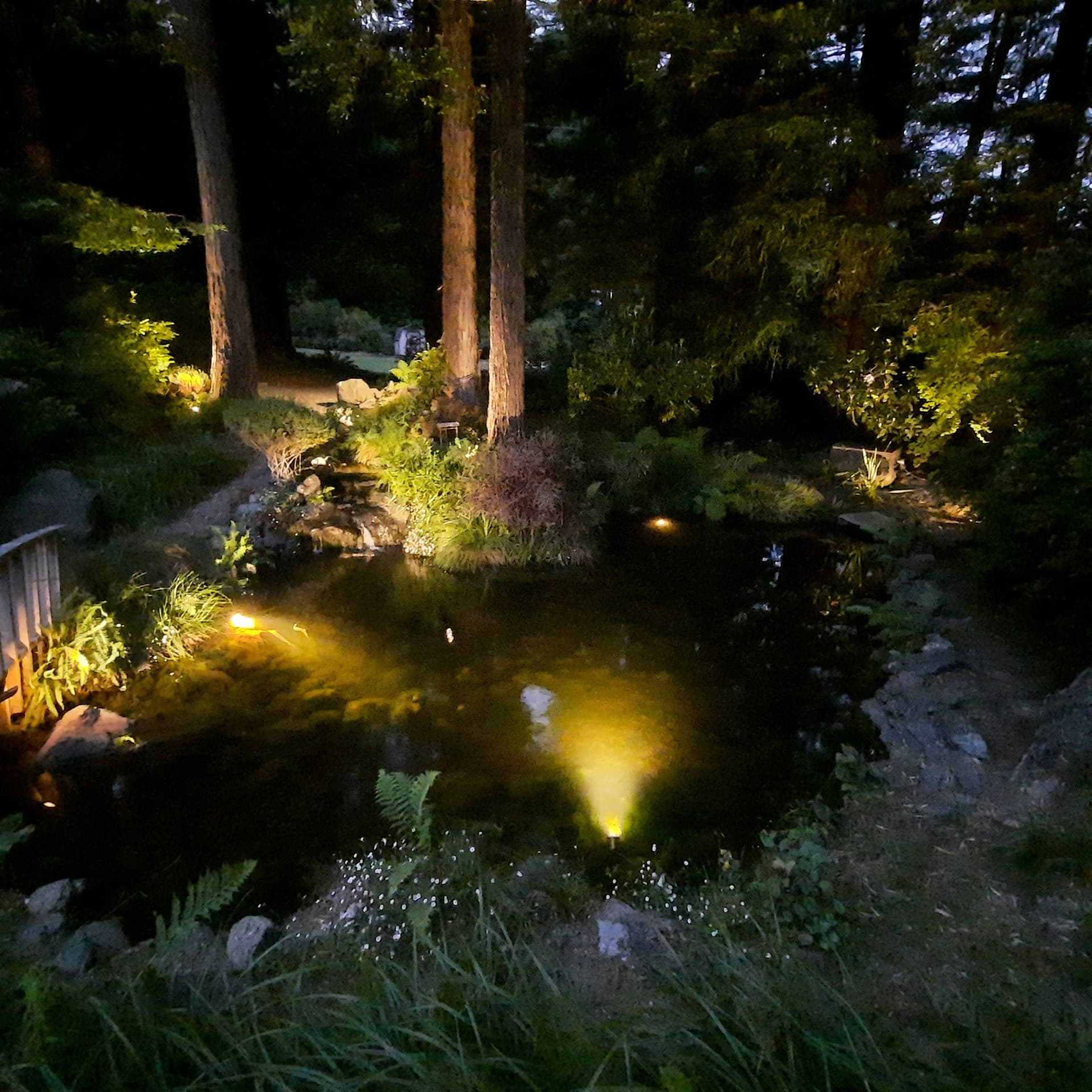 Pond at night with low-voltage lighting illuminating trees, plantings, and the water surface