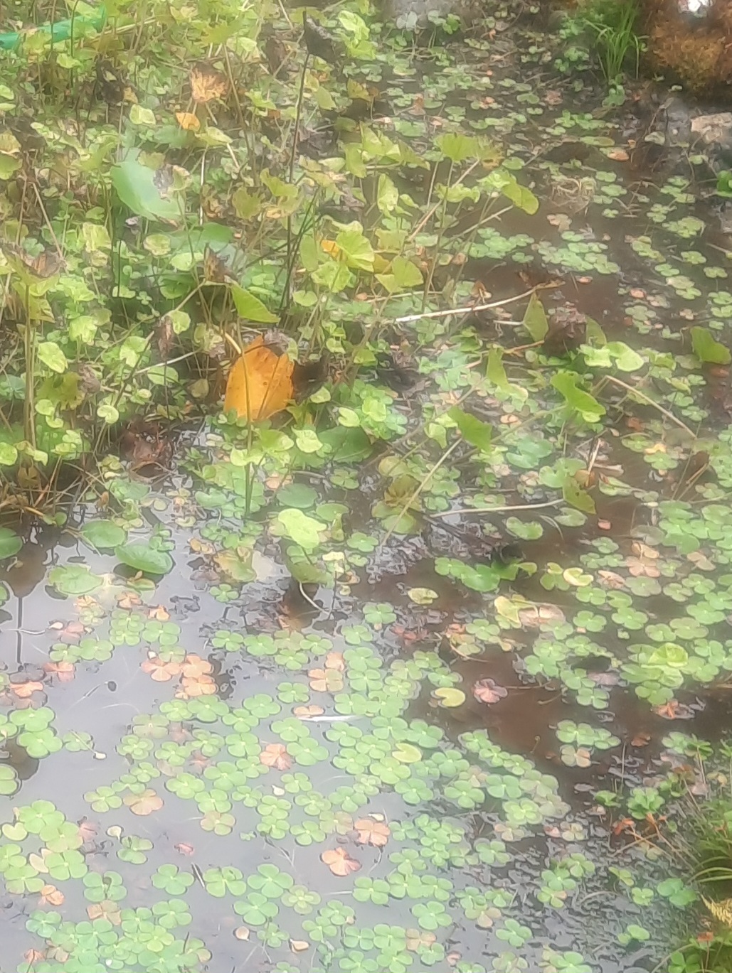 Fieldbrook pond before cleanout with crowded aquatic plants, raised lily growth, and little open water
