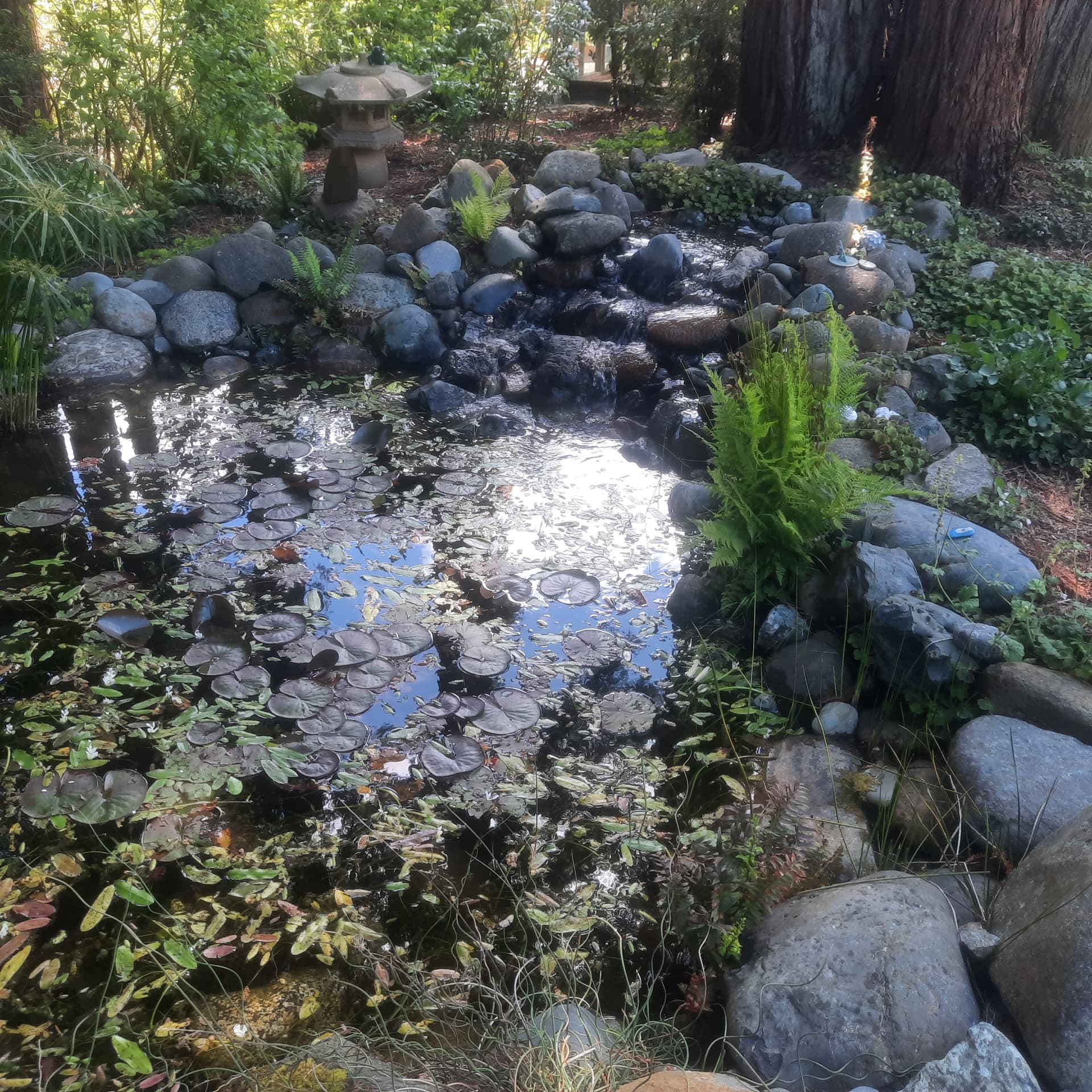 Shaded pond with lily pads, ferns, stone lantern, and a rock stream under redwoods
