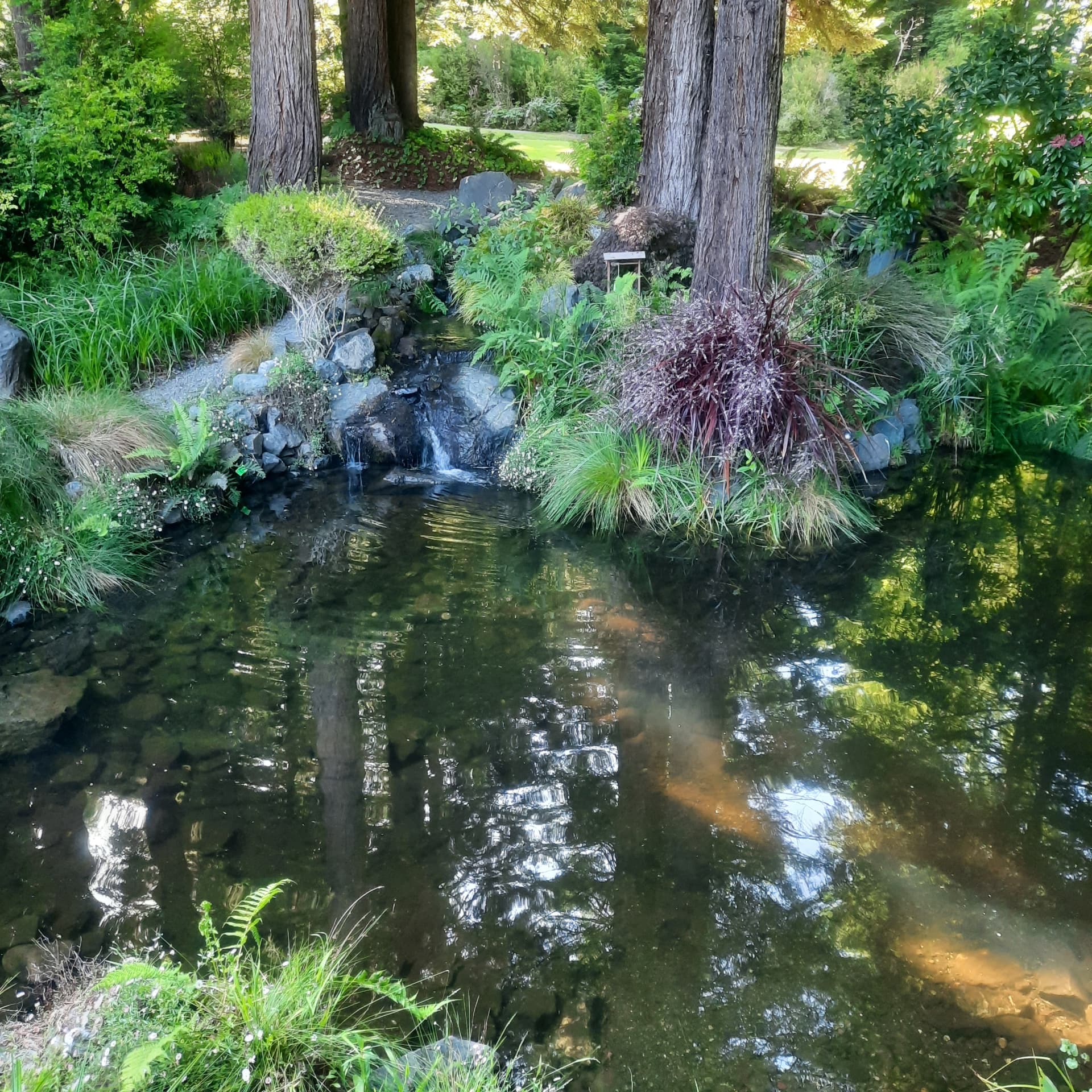 Completed pond with clear water, a small waterfall, and established plantings under redwoods