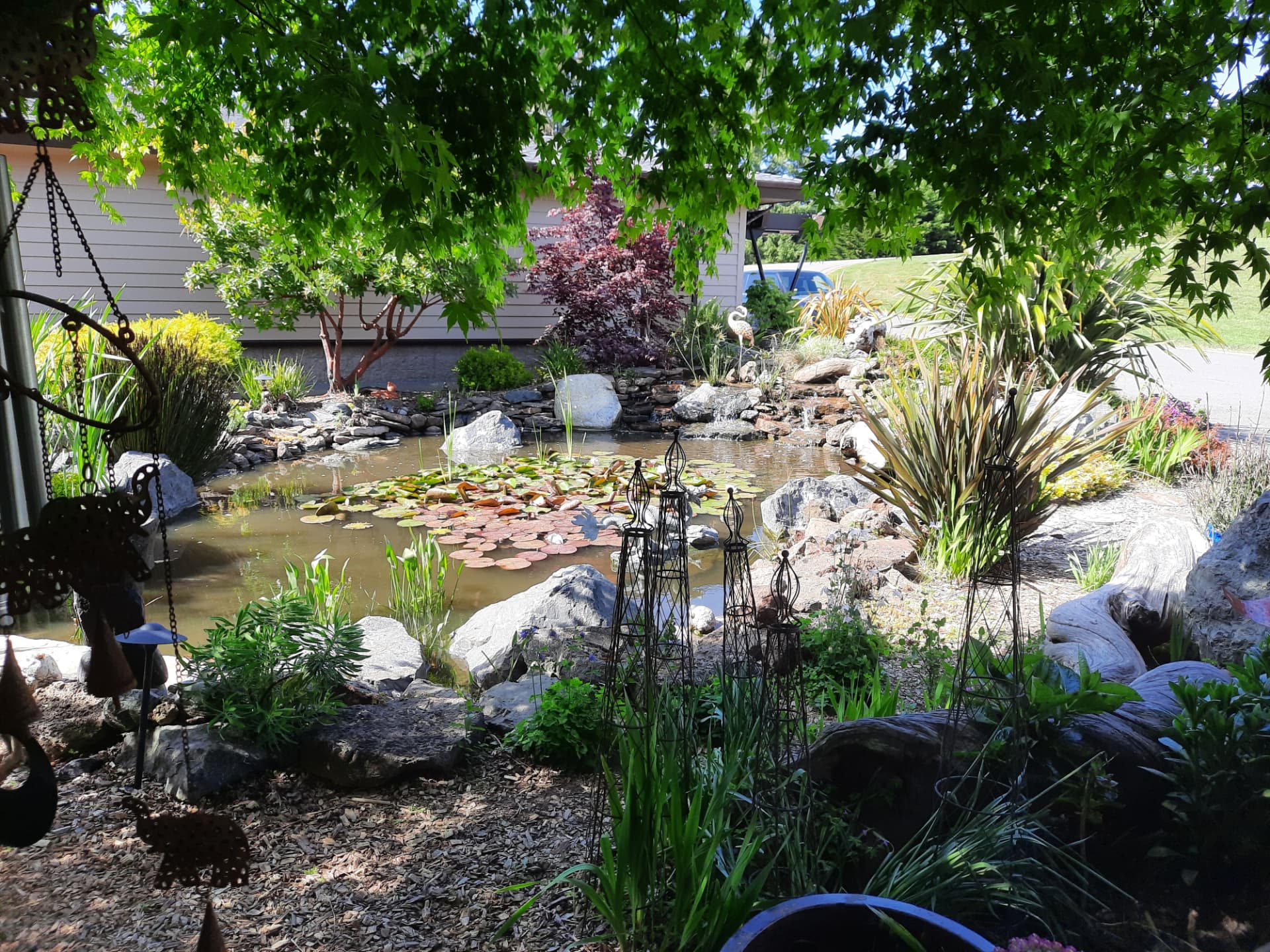 Mature entry pond with lilies, boulders, and planting beside a family home