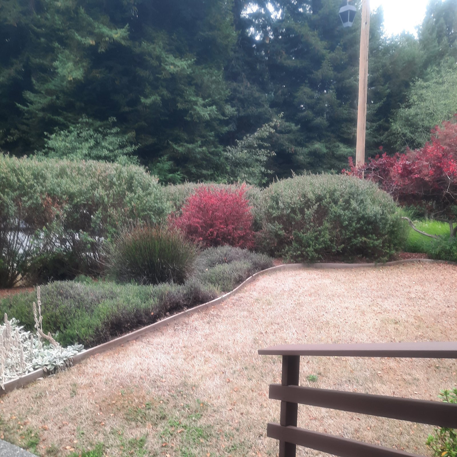 Photograph from a front porch railing across a gravel yard to a curving bed of rounded evergreen shrubs and red-leaved accents beneath tall conifers.
