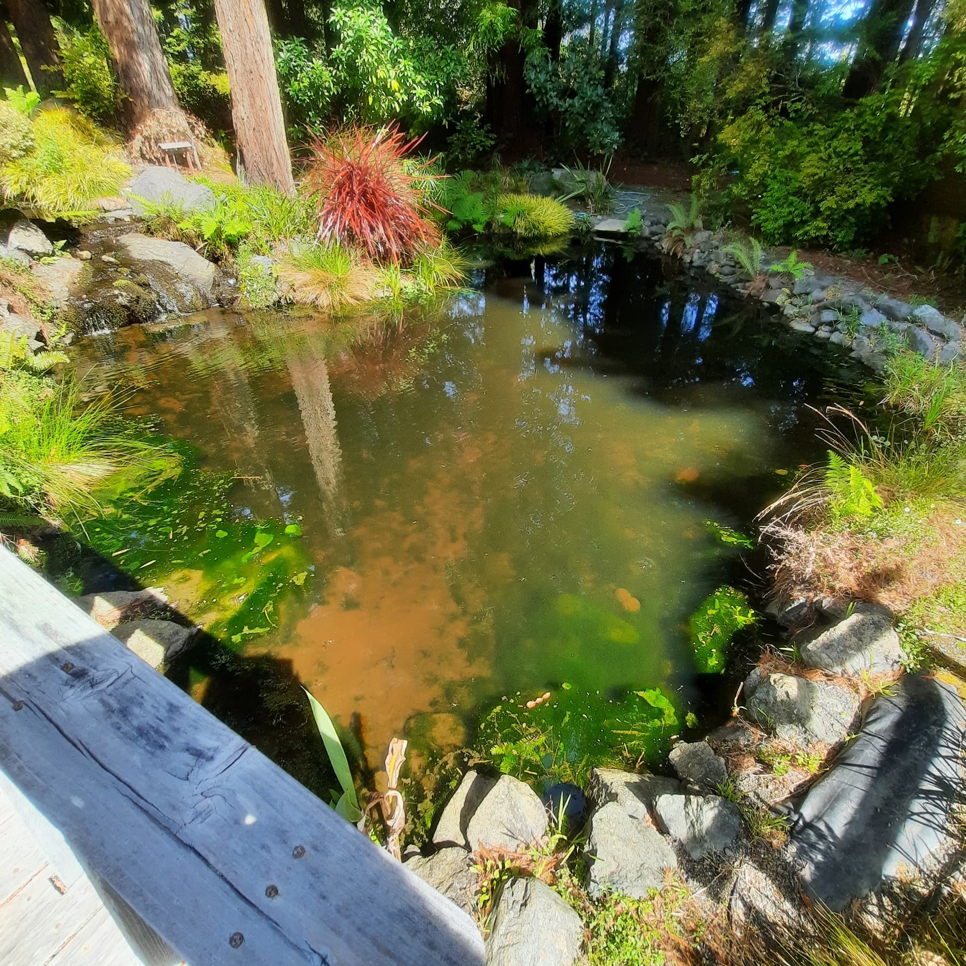 Neglected pond before renovation, with heavy debris and accumulated material in the water.