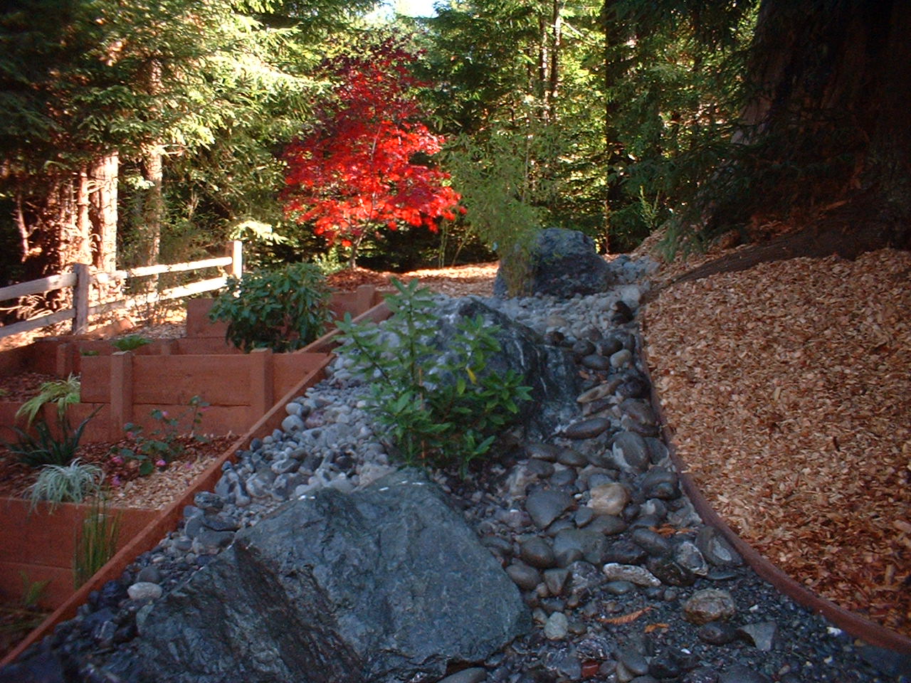 Boulders, wood edging, native plants, ornamentals, and a red Japanese maple arranged on a wooded slope beneath redwoods.