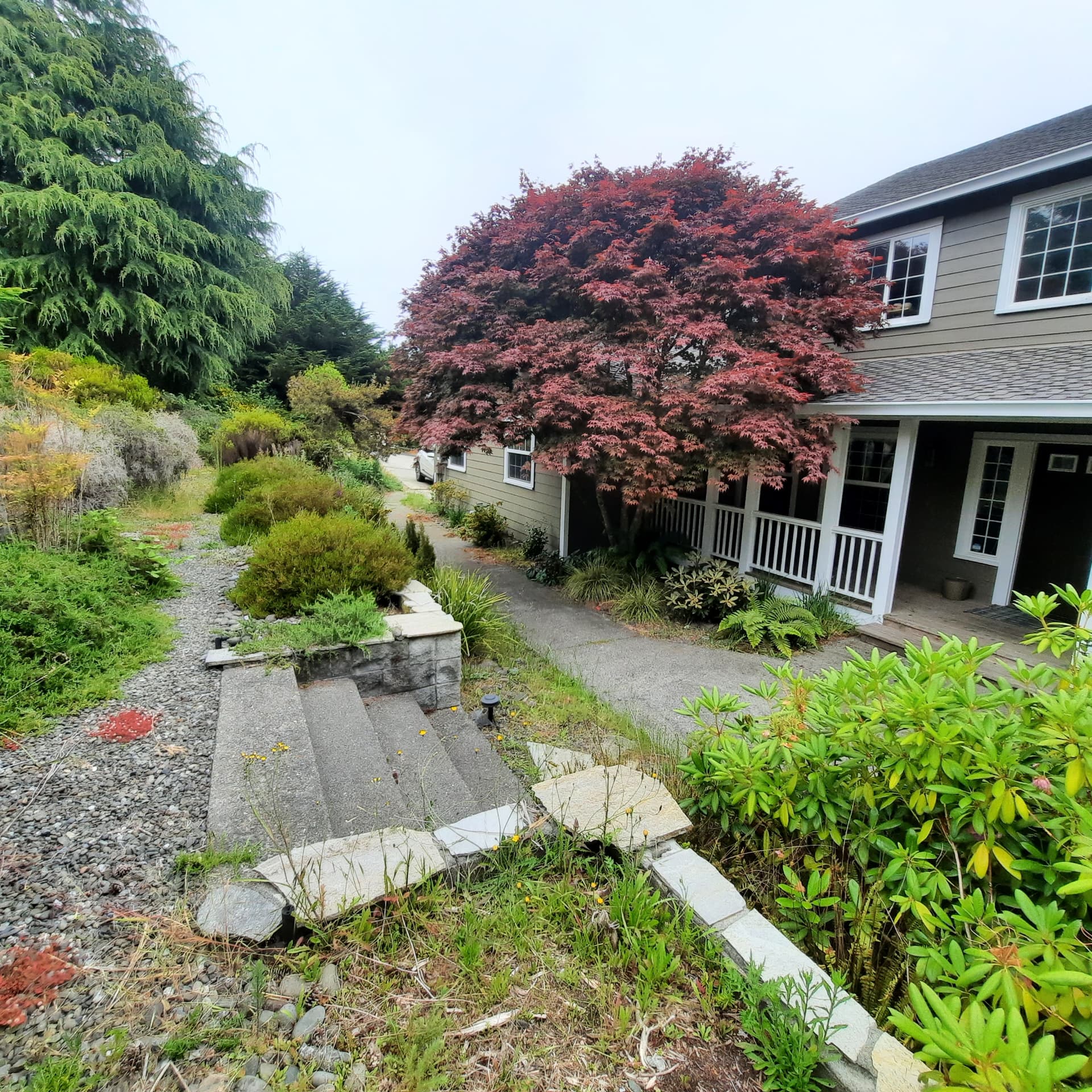 Overgrown established landscape before renovation, with overmature shrubs crowding a stone wall