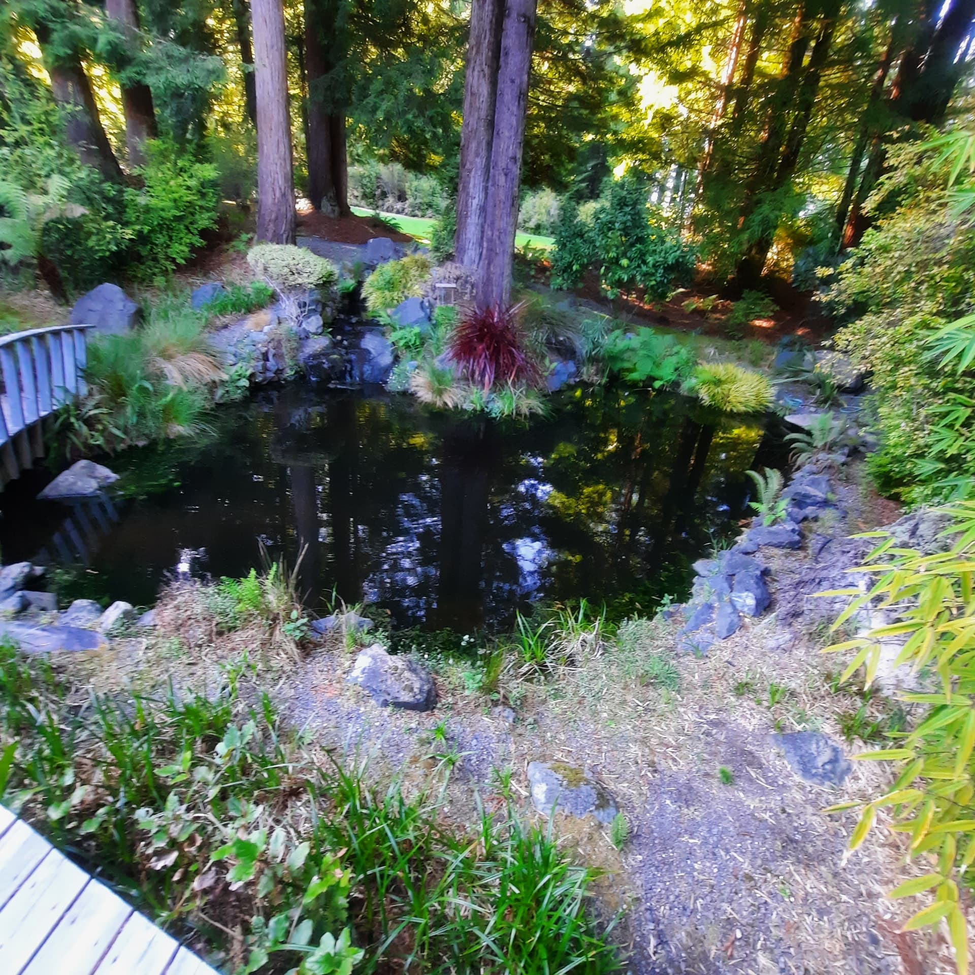 Established koi pond with mature stonework and planting after renovation.