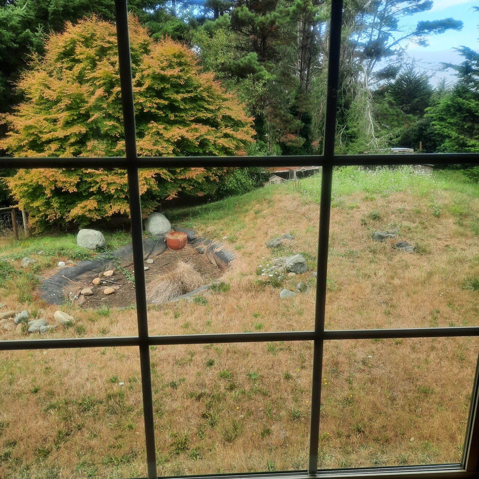 Photograph through a window of a dry grassy mound, scattered boulders, an old liner, and a large maple beginning to turn color.