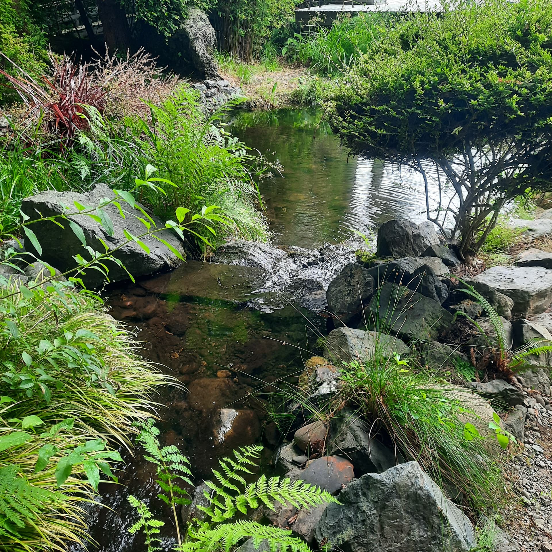 Finished stream running over stone into the pond, edged with ferns and grasses