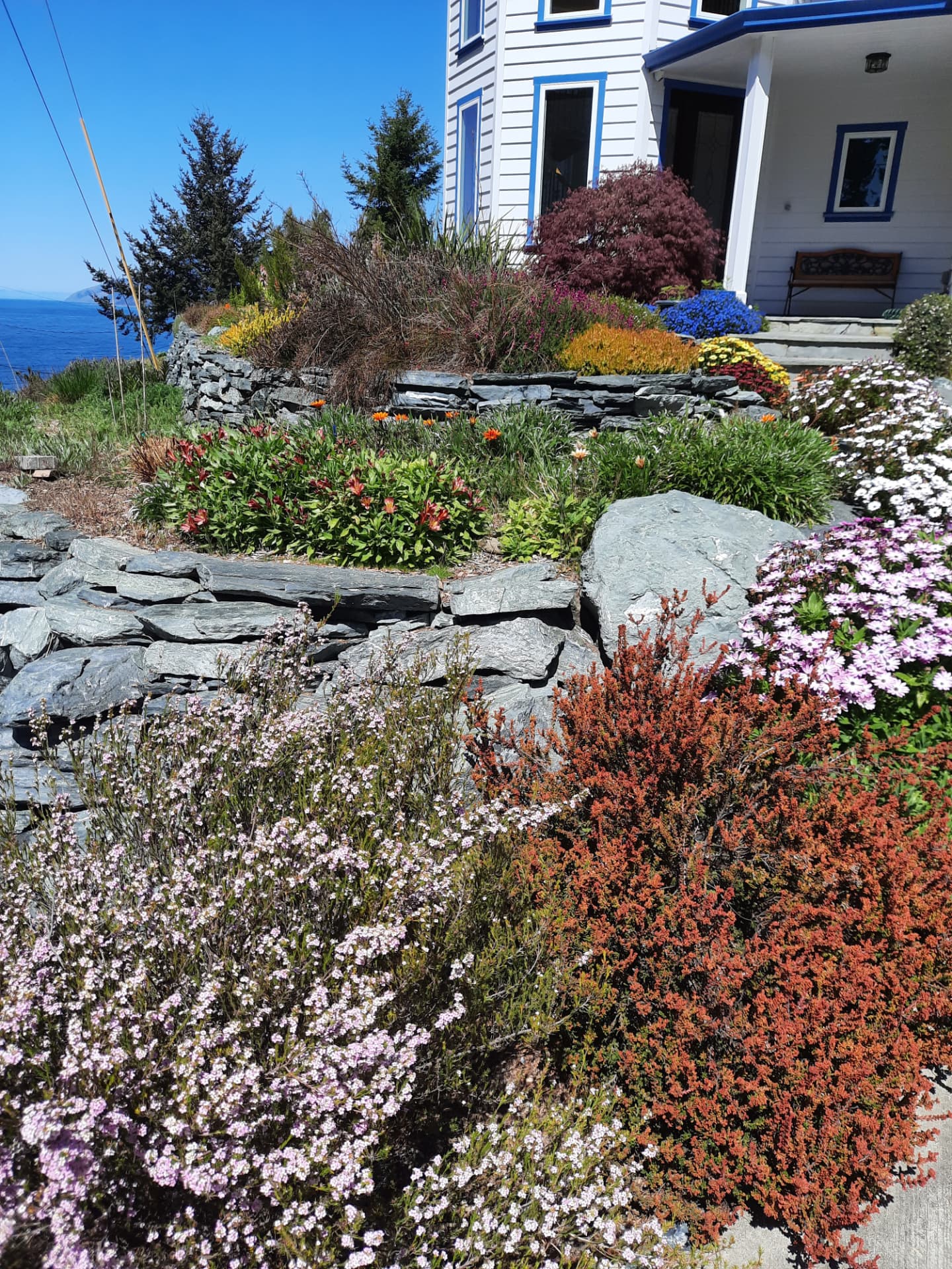 Coastal hillside garden with dry-stacked stone walls, heathers, and layered foliage above the ocean