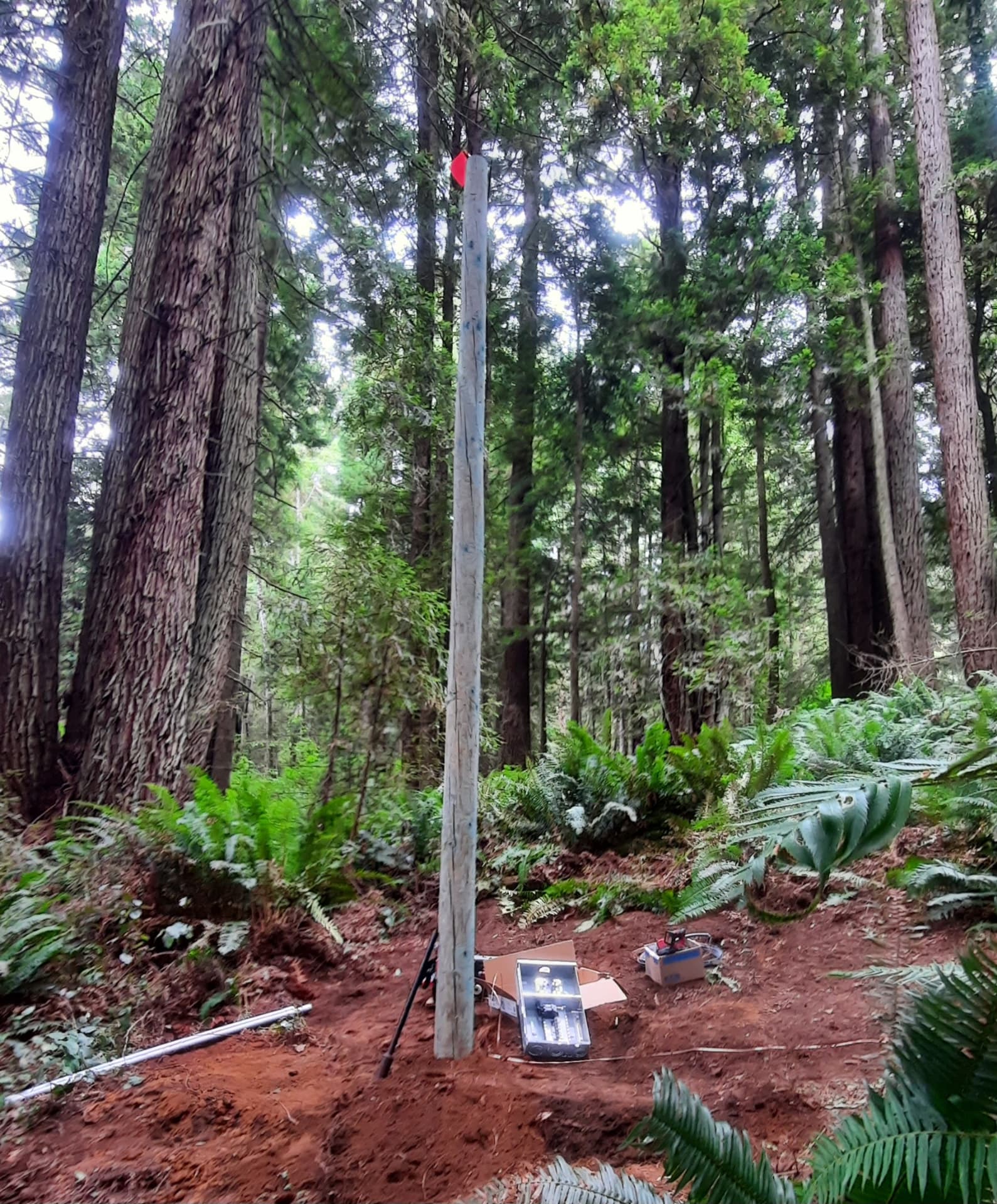 A utility pole set upright in a forested Humboldt County property, with equipment staged among redwoods and ferns.