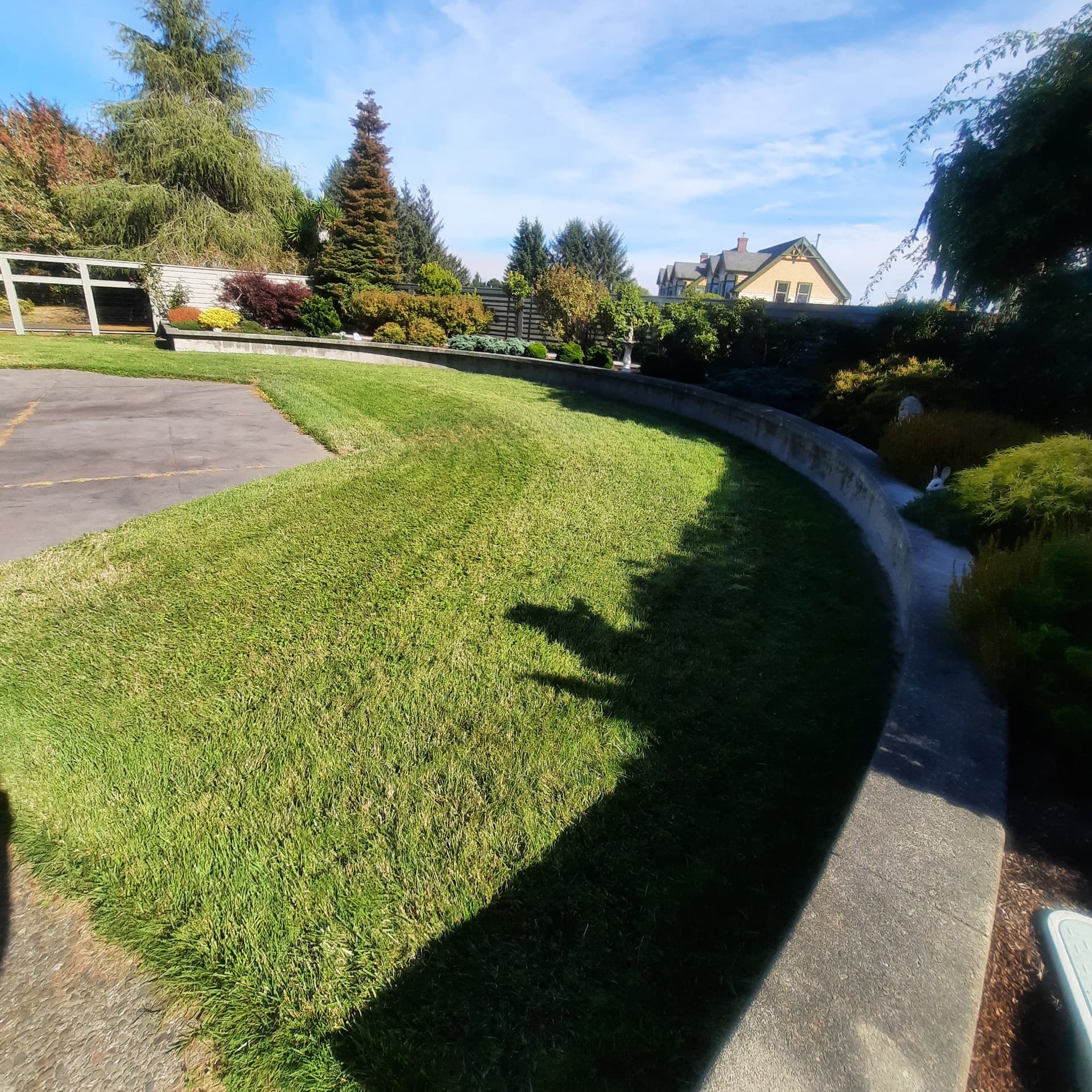 The same lawn showing substantially more even green coverage two weeks after taller sprinkler bodies and swing joints were installed.