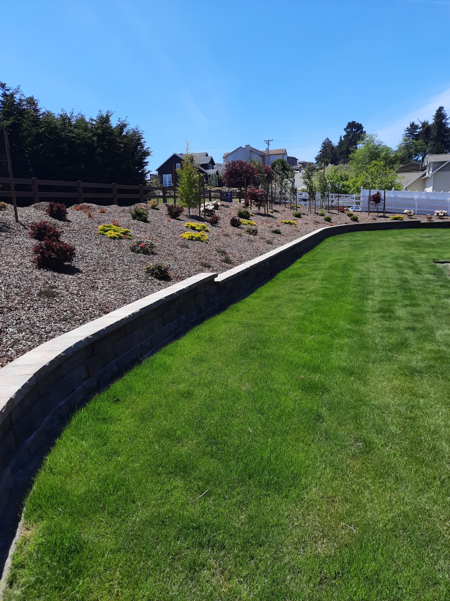 Norton hillside planting shortly after installation, with young plants spaced across mulched beds